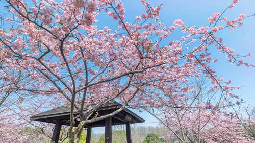 顾村公园